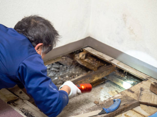 Best Mold Remediation  in Saddlebrooke, AZ