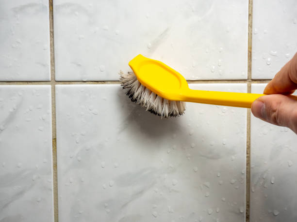 Professional Mold Removal in Saddlebrooke, AZ