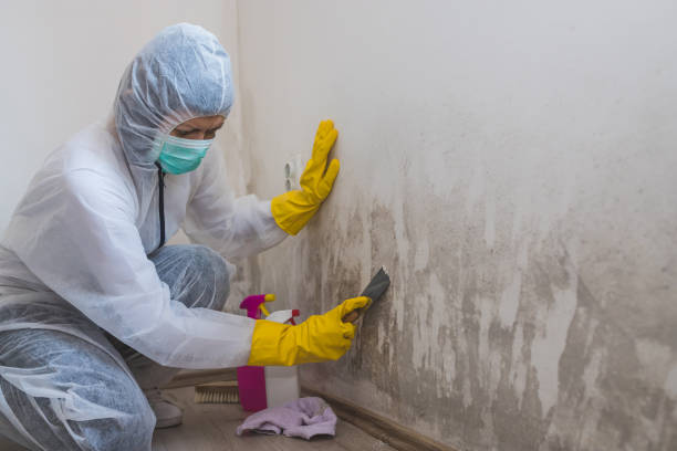 Best Mold Damage Repair  in Saddlebrooke, AZ